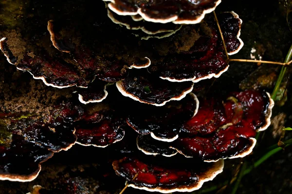 Καστανό Χρώμα Μανιτάρι Conk Ένα Σαπισμένο Κορμό Ξύλου Παρασιτικός Οργανισμός — Φωτογραφία Αρχείου