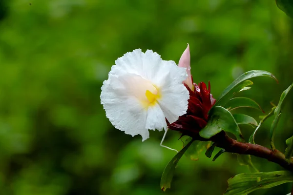 Kwiat Imbiru Krepowego Lub Cheilocostus Speciosus Rośliny Leczniczej Rodziny Costaceae — Zdjęcie stockowe