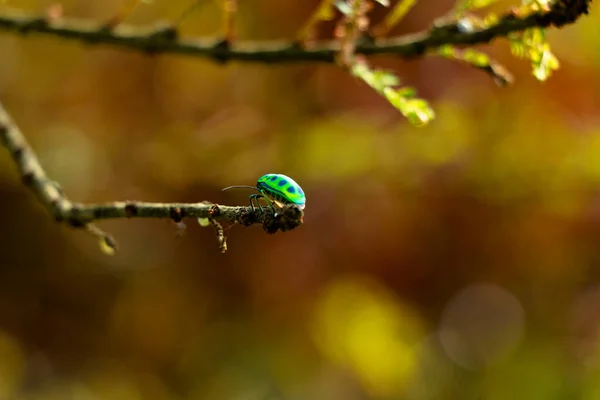 Chrysocoris Eques Жуки Щитами Принадлежащие Семейству Scutelleridae Жуки Драгоценности — стоковое фото