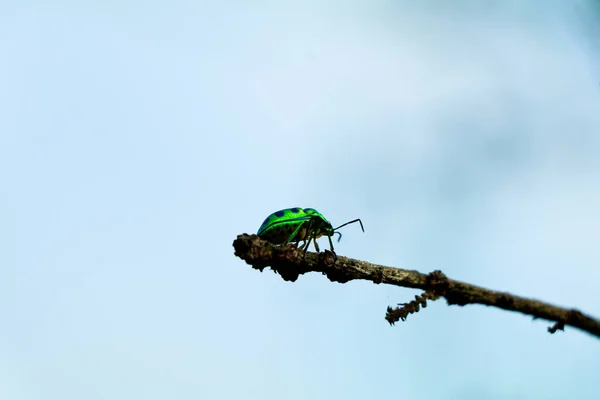 クリソコリス科に属する盾状の虫 宝石類の虫 — ストック写真