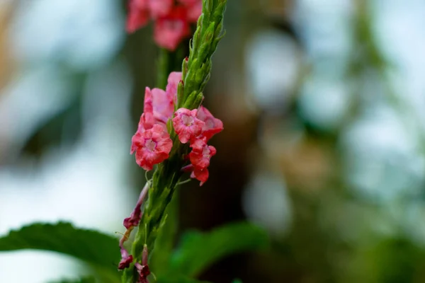 Schöne Blüten Der Rosa Topfpflanze Oder Stachytarpheta Jamaicensis Selektiver Fokus — Stockfoto