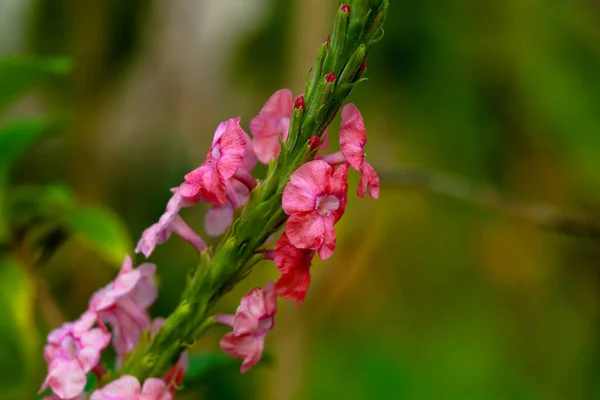 Lindas Flores Plantas Poterweed Rosa Stachytarpheta Jamaicensis Foco Seletivo Imagem De Stock