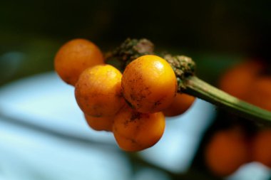 Dracaena parfümünün olgunlaşmış tohumları veya mısır sapı dracaena yaygın olarak mısır bitkisi olarak bilinir, seçici odak noktası