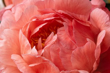 Beyaz arka planda bir buket şakayık. Okaliptüs ve şakayık buketi cam bir vazoda. Güzel bir buket çiçek. Kadınlar Günü, 8 Mart, Anneler Günü..