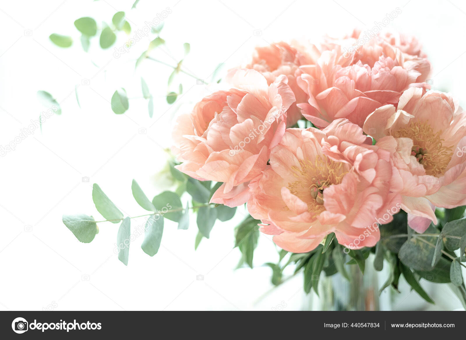白色背景上的一丛丛牡丹在玻璃瓶里放着桉树和牡丹花美丽的花束3月8日妇女日母亲节 图库照片 C Chupryna Stock Photo Gmail Com