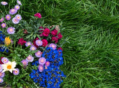 Bahçede ilkbahar çiçekleri, güneşli arka planda güneş ışığı olan çerçeve. Bahar çiçekleri, bahçıvanlık. Çimenli arka planda renkli bahar çiçekleri.