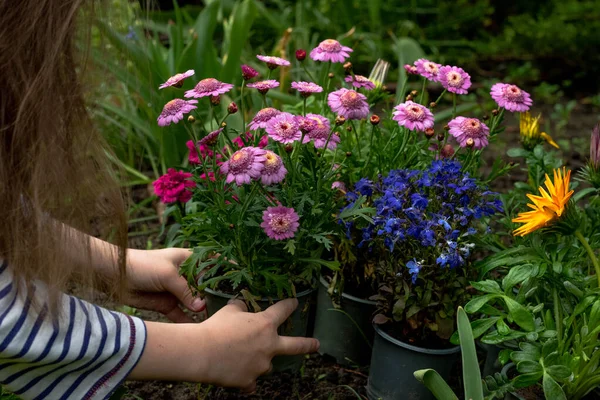 Una Ragazza Sta Piantando Fiori Primaverili Nel Suo Giardino Sul — Foto Stock