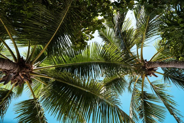 Blue sky with clouds, palm leaves frame. Place for text. Coconut palms, green palm branches against the blue sky.