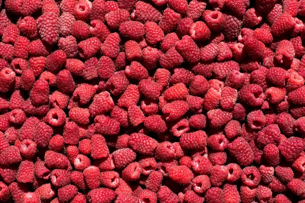 Raspberry Sebagai Latar Belakangnya Banyak Raspberry Matang Banyak Raspberry Close — Stok Foto