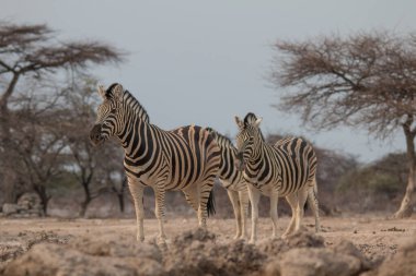 Burchells Zebra içiyor ve Namibi 'deki Etosha Ulusal Parkı' ndaki su birikintisinde duruyor.