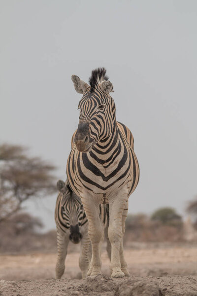 Burchells Zebra drinkink and standing at the Waterhole at the Etosha National park in Namibi
