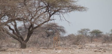 Büyük Kudu içiyor ve Namibya 'daki Etosha Ulusal Parkı' nda bir su birikintisinde duruyor.
