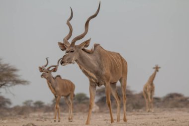 Büyük Kudu içiyor ve Namibya 'daki Etosha Ulusal Parkı' nda bir su birikintisinde duruyor.