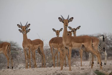 Namibya 'daki Etosha Ulusal Parkı' ndaki bir su birikintisinde içki içip duran bir kazma sürüsü.