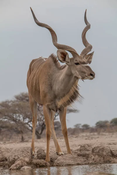 Büyük Kudu içiyor ve Namibya 'daki Etosha Ulusal Parkı' nda bir su birikintisinde duruyor.