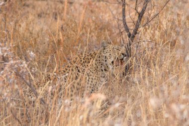 Namibya 'daki Kalahari çölünün kuru ovalarında bir leopar.