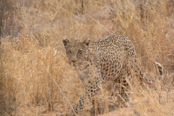 A Leopard in the dry plains of the kalahari desert in Namibia