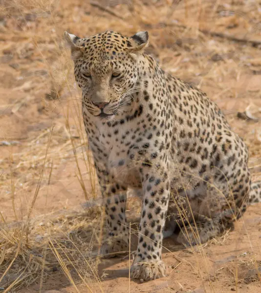 A Leopard in the dry plains of the kalahari desert in Namibia