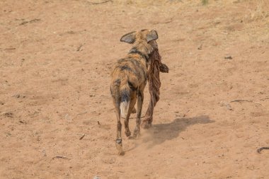 Afrika 'nın Namibya, Afrika' daki kuru Kalahari çölünde Afrika 'ya yakın vahşi köpekler.