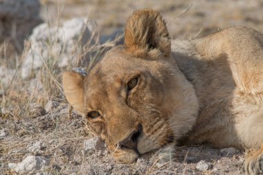 Afrika, Namibya 'daki Etosha Ulusal Parkı' nda bir dişi aslan pençesini yalıyor.