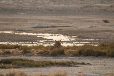 Sabahın erken saatlerinde Afrika, Namibya 'daki Etosha tavasının kenarındaki kum tepelerinde aslanlar.