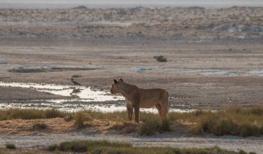 Sabahın erken saatlerinde Afrika, Namibya 'daki Etosha tavasının kenarındaki kum tepelerinde aslanlar.
