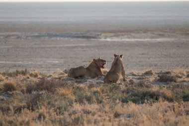 Sabahın erken saatlerinde Afrika, Namibya 'daki Etosha tavasının kenarındaki kum tepelerinde aslanlar.