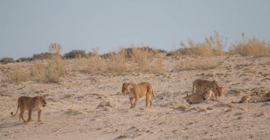 Sabahın erken saatlerinde Afrika, Namibya 'daki Etosha tavasının kenarındaki kum tepelerinde aslanlar.