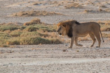 Afrika, Namibya 'daki Etosha tavasının kenarındaki kum tepelerinde yürüyen güzel yeleli bir erkek aslan.