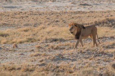 Afrika, Namibya 'daki Etosha tavasının kenarındaki kum tepelerinde yürüyen güzel yeleli bir erkek aslan.