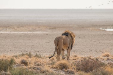 Afrika, Namibya 'daki Etosha tavasının kenarındaki kum tepelerinde yürüyen güzel yeleli bir erkek aslan.