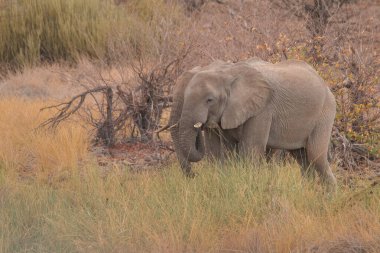 Rare desert Elephants in the grassland at Palmwag conservancy in Namibia, Africa