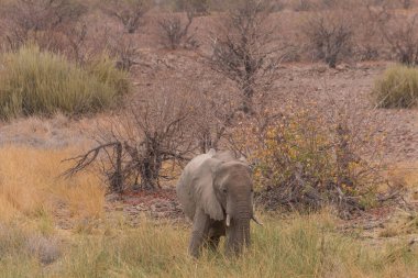 Rare desert Elephants in the grassland at Palmwag conservancy in Namibia, Africa