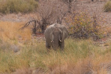 Rare desert Elephants in the grassland at Palmwag conservancy in Namibia, Africa