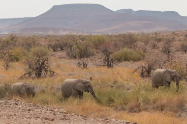Rare desert Elephants in the grassland at Palmwag conservancy in Namibia, Africa