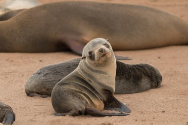 Cape fur seals at the rocky and sandy beach from Cape cross in Namibia, Africa