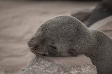 Cape fur seals at the rocky and sandy beach from Cape cross in Namibia, Africa