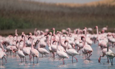 Flamingos flying and standing at lakes in the dunes of Walvis Bay in Namibia, Africa