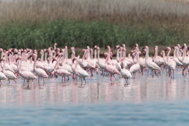 Flamingos flying and standing at lakes in the dunes of Walvis Bay in Namibia, Africa