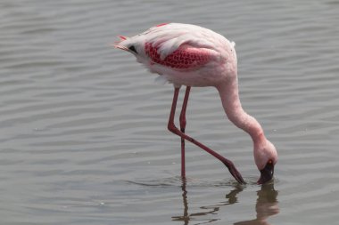 Flamingos walking in the sea, looking for food in Walvis Bay in Namibia, Africa