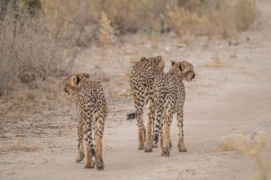 Afrika, Namibya 'daki Etosha Ulusal Parkı' nda çitalar yürüyor ve ovanın çayırlarında duruyor.