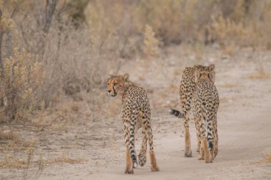 Afrika, Namibya 'daki Etosha Ulusal Parkı' nda çitalar yürüyor ve ovanın çayırlarında duruyor.