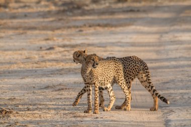 Afrika, Namibya 'daki Etosha Ulusal Parkı' nda çitalar yürüyor ve ovanın çayırlarında duruyor.