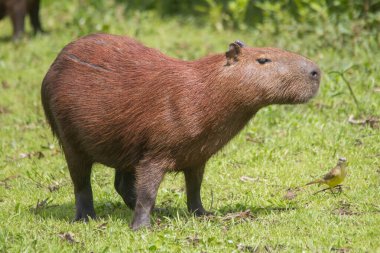 Güney Amerika, Brezilya 'daki Pantanal' da bir Capybara otların arasında yürüyor ve yemek yiyor.