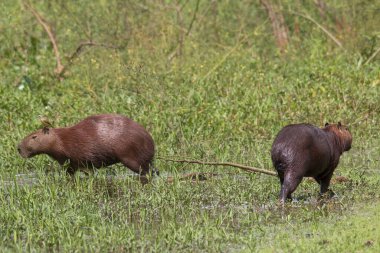 Güney Amerika, Brezilya 'daki Pantanal' da bir Capybara otların arasında yürüyor ve yemek yiyor.