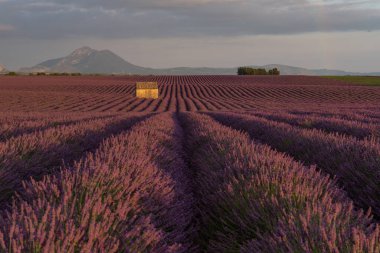 Fransa, Avrupa 'da, Provence' de eski bir taş kulübesi olan güzel mor lavanta tarlaları