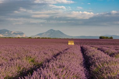 Fransa, Avrupa 'da, Provence' de eski bir taş kulübesi olan güzel mor lavanta tarlaları