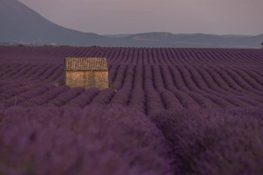 Fransa, Avrupa 'da, Provence' de eski bir taş kulübesi olan güzel mor lavanta tarlaları