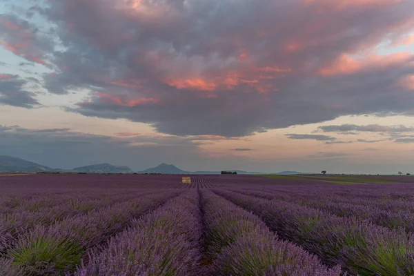 Fransa, Avrupa 'da, Provence' de eski bir taş kulübesi olan güzel mor lavanta tarlaları