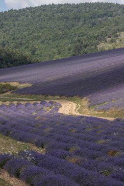 Fransa ve Avrupa 'da mor lavanta şeritleri